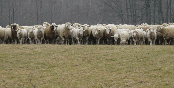 Image: Pixabay/Hans Braxmeier ©2015 Karina Pinella